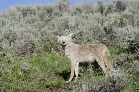 coyotes in Yellowstone National Park in Wyoming in the United States of Americaの写真素材