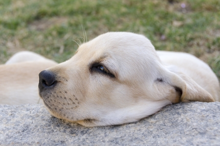 Labrador puppy while he restsの写真素材