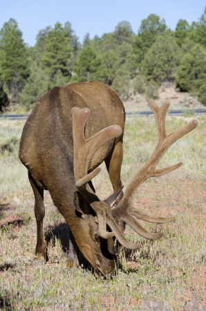 Deer in the Grand Canyon in Arizona in the United States of Americaの写真素材