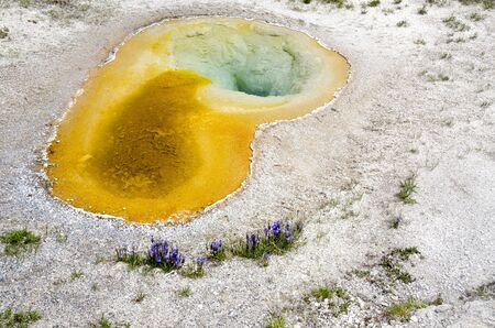 Geyser and flowers in Yellowstone National Park in Wyoming in the United States of Americaの写真素材