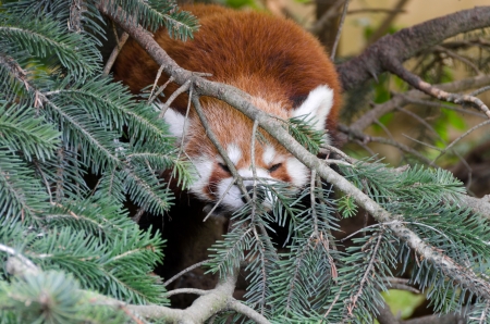 Red Panda while sleeping on the branches of a fir treeの写真素材