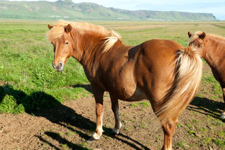 horse with blonde mane in Icelandの写真素材