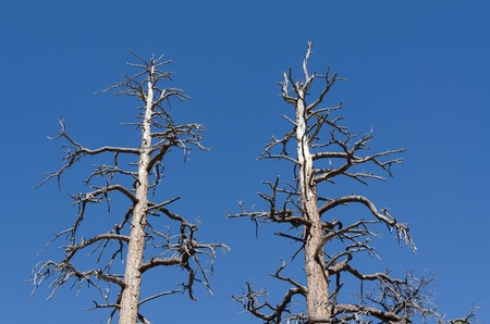 pair of dead trees in Bryce Canyon in Utah in the United States of Americaの写真素材