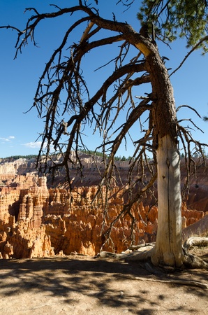 dry tree in Bryce Canyon in Utah in the United States of Americaの写真素材