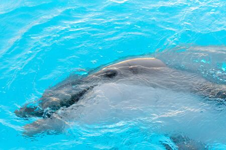 dolphin with the head above waterの写真素材