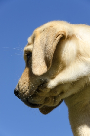 labrador puppy photographed in profile against the skyの写真素材