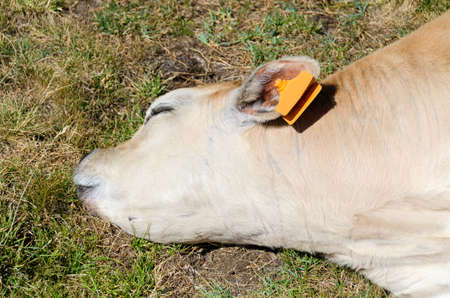 closeup of a calf while sleeping on the grass after grazingの写真素材