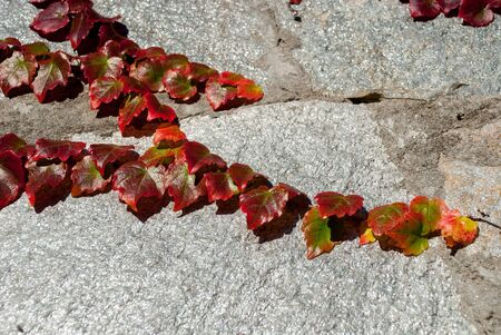 Virginia creeper red in the autumn on a stoneの写真素材