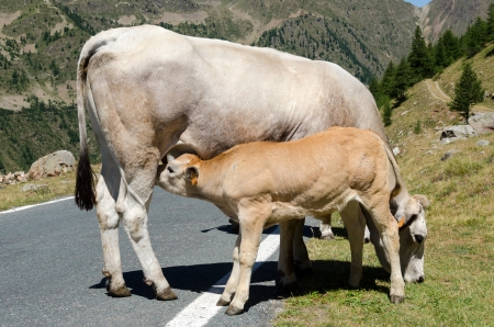 calf while sucks milk from cow uddersの写真素材