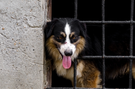 border collie behind the bars of metalの写真素材