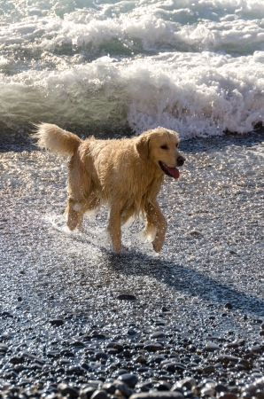 labrador between the waves in Camogli Genoaの写真素材