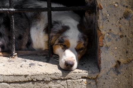 dog sleeping behind iron barsの写真素材