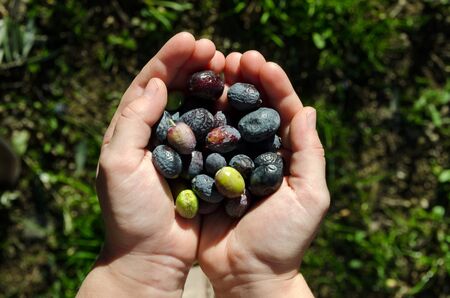 Hands of child holding freshly picked olives