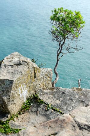 tree on rocks in Sesti Levanteの写真素材