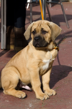 Corso puppy dog on a leashの写真素材