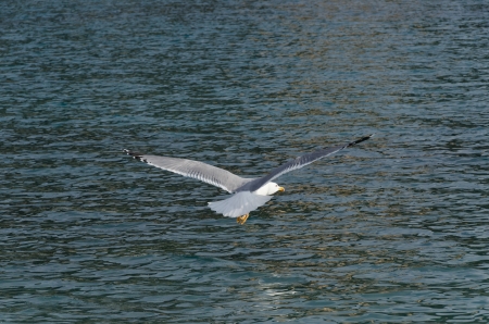 seagull flying over the sea in Sestri Levanteの写真素材