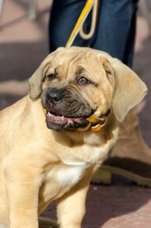 Cane Corso with leash in mouthの写真素材