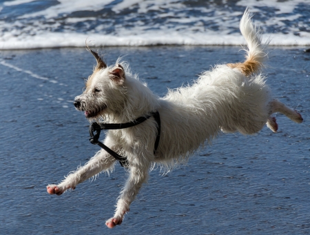 dog as he runs and jump in the waves of the seaの写真素材