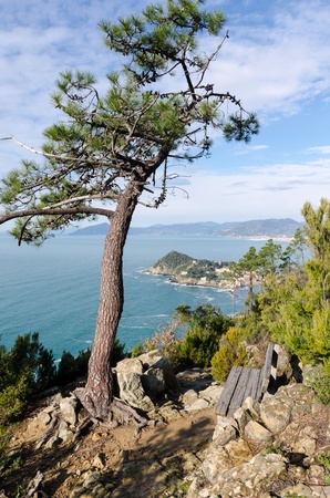 tree and bench in Sestri Levante in Liguriaの写真素材