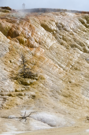 sulfur and dry tree at Mammoth Hot Springs in Yellowstone National Park in Wyomingの写真素材