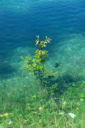 tree underwater in Carezza lake in Trentino Alto Adige in Italyの写真素材