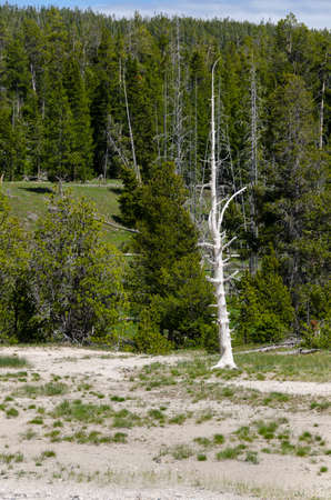tree burned by Geyser in Yellowstone National Park in Wyoming in the United States of Americaの写真素材
