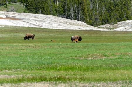 bison with calves in Yellowstone National Park in Wyoming in the United States of Americaの写真素材