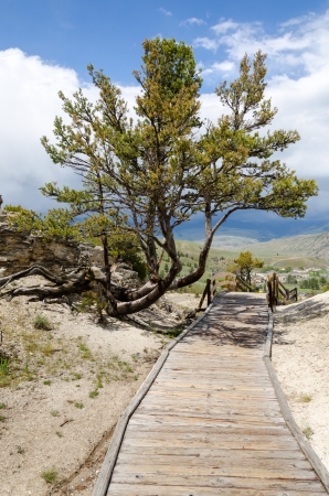 wooden walkway at Mammoth Hot Springs in Yellowstone National Park in Wyoming in the United States of Americaの写真素材