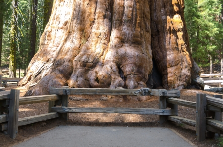 base of sherman tree, giant sequoia in Sequoia National Park in California in the United States of Americaの写真素材