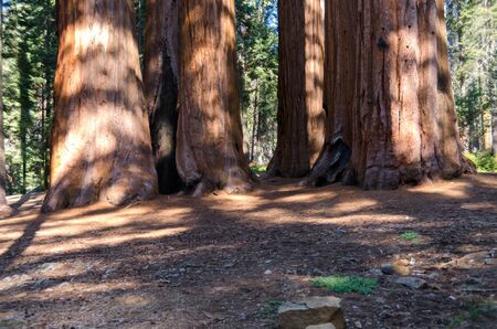 sequoia house group in Sequoia National Park in California in the United States of America
