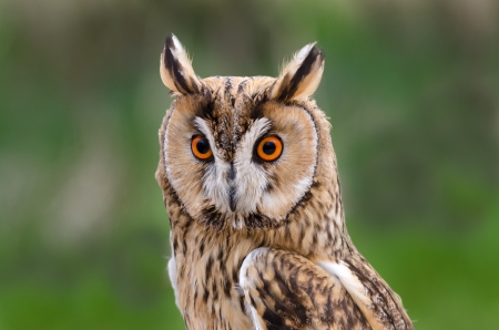 owl with eyebrows raised