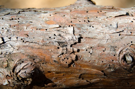 trunk with woodworm in Yosemite National Park in Californiaの写真素材