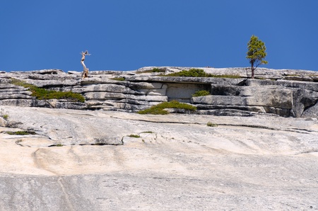 trees among the rocks in Yosemite National Park in Californiaの写真素材