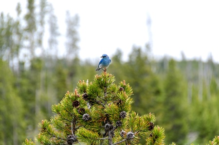 Mountain Bluebird on a tree in Yellowstoneの写真素材