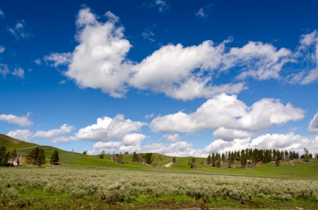 grasslands in Yellowstone National Park in Wyomingの写真素材