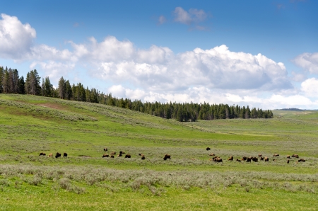 Bison in the grasslands of Yellowstone National Park in Wyomingの写真素材
