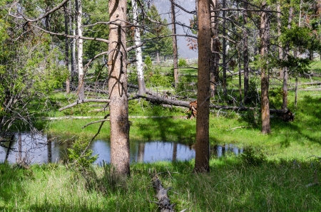 water between trees in Yellowstone National Park in Wyomingの写真素材