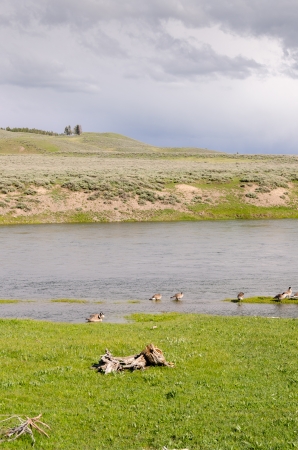 River in Yellowstone National Park in Wyomingの写真素材