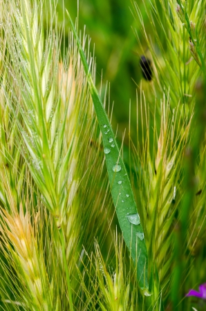 dew drops on the ears in the morningの写真素材