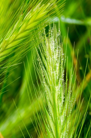 dew drops on the ears in the morningの写真素材