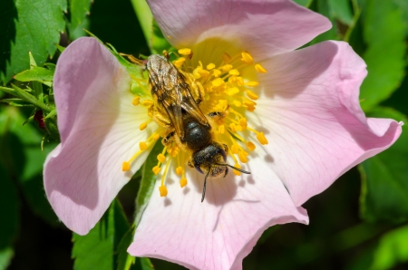 bee pollinating a wild roseの写真素材