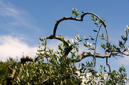 twisted olive trees on the promontory of Portofino in Liguriaの写真素材