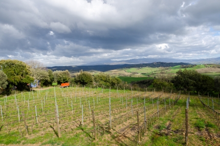 vineyard in the hills of Tuscany in Italyの写真素材