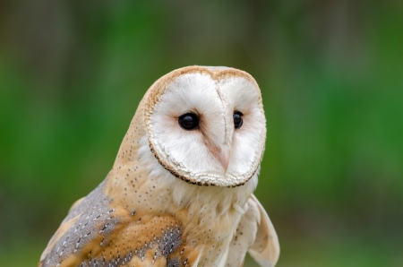 barn owl with green background in Italianの写真素材