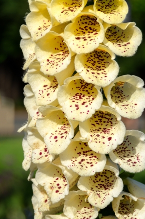 yellow inflorescence in San Franciscoの写真素材