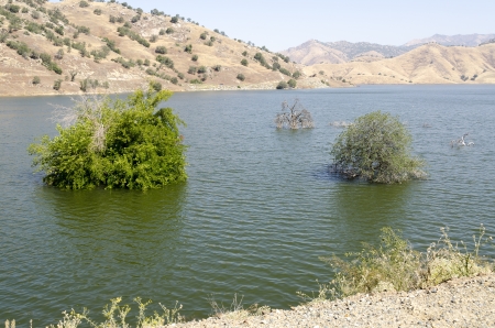 trees immersed in the Kaweah Lake in Californiaの写真素材