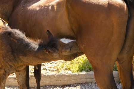 colt while foal sucks milk from the motherの写真素材