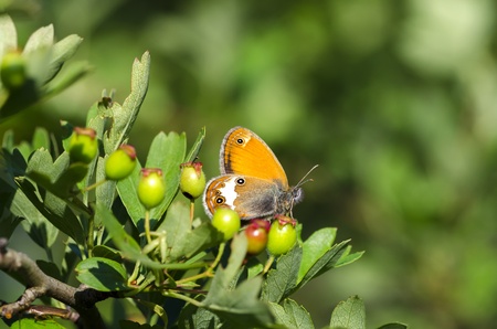 orange butterfly among the berries in Genoaの写真素材