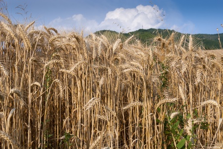 wheat field in Emilia Romagnaの写真素材