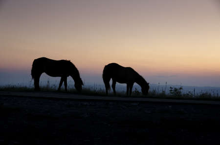pair of horses at sunset in Italyの写真素材